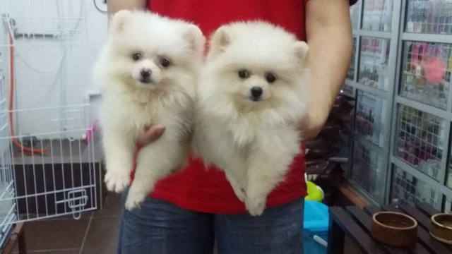 Creamwhite Female Puppies E188 - Pomeranian Dog