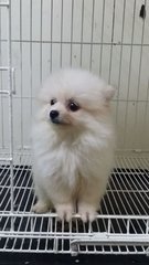 Creamwhite Female Puppies E188 - Pomeranian Dog