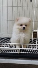 Creamwhite Female Puppies E188 - Pomeranian Dog