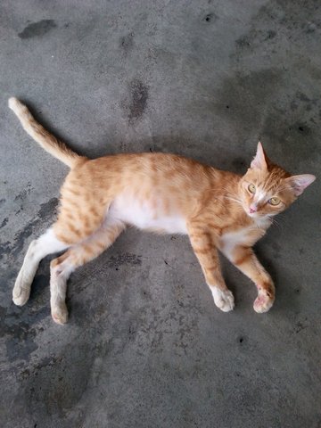 Orange Panther - Indoor Companion - Domestic Short Hair Cat