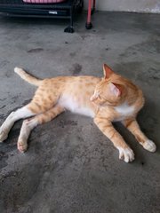 Orange Panther - Indoor Companion - Domestic Short Hair Cat