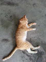 Orange Panther - Indoor Companion - Domestic Short Hair Cat