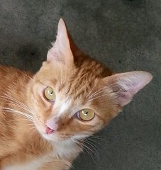 Orange Panther - Indoor Companion - Domestic Short Hair Cat