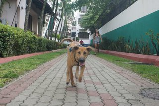 Hershey The Chocolate Pup - Mixed Breed Dog