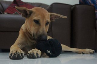 Hershey The Chocolate Pup - Mixed Breed Dog