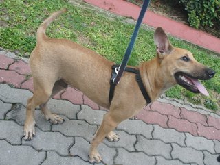 Hershey The Chocolate Pup - Mixed Breed Dog