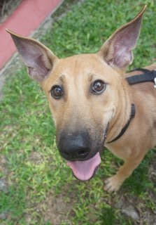 Hershey The Chocolate Pup - Mixed Breed Dog