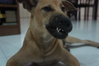 Hershey The Chocolate Pup - Mixed Breed Dog