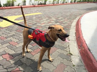 Hershey The Chocolate Pup - Mixed Breed Dog