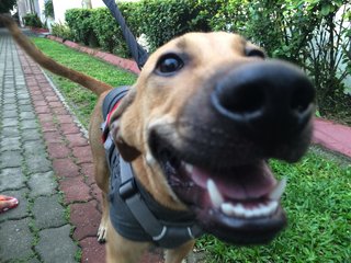 Hershey The Chocolate Pup - Mixed Breed Dog