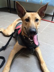 Hershey The Chocolate Pup - Mixed Breed Dog