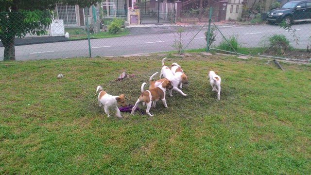 The Sentul Survivors - Mixed Breed Dog