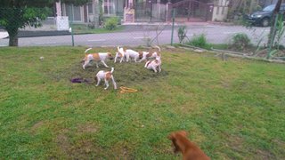 The Sentul Survivors - Mixed Breed Dog