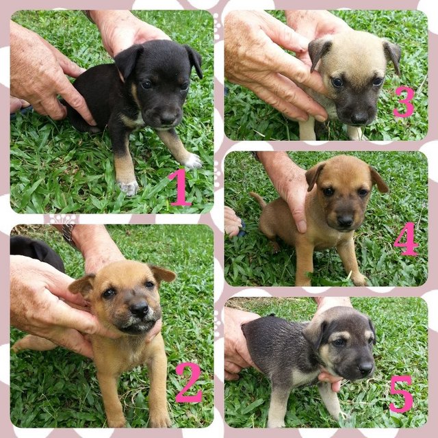 Lovely Puppies - Mixed Breed Dog