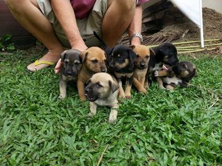 Lovely Puppies - Mixed Breed Dog