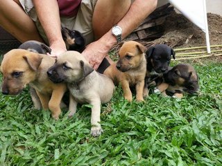 Lovely Puppies - Mixed Breed Dog