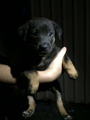 Cute &amp; Chubby Pups - Mixed Breed Dog