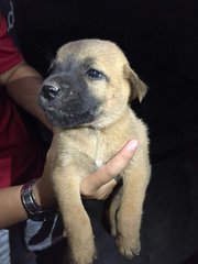 Cute &amp; Chubby Pups - Mixed Breed Dog