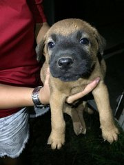 Cute &amp; Chubby Pups - Mixed Breed Dog