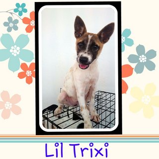 Trixi - Jack Russell Terrier Mix Dog