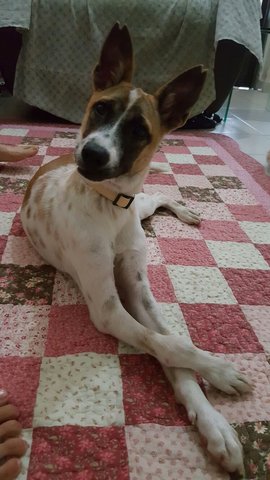 Trixi - Jack Russell Terrier Mix Dog