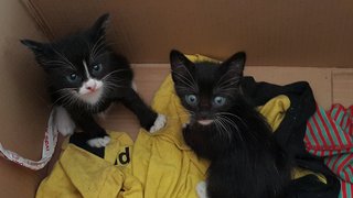 Black &amp; Whit Kittens - Domestic Short Hair Cat