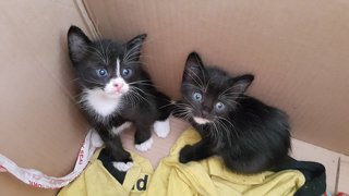 Black &amp; Whit Kittens - Domestic Short Hair Cat