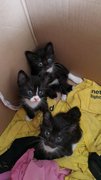 Black &amp; Whit Kittens - Domestic Short Hair Cat