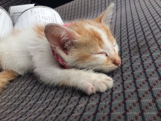 Nap in the car while I'm finding parking.