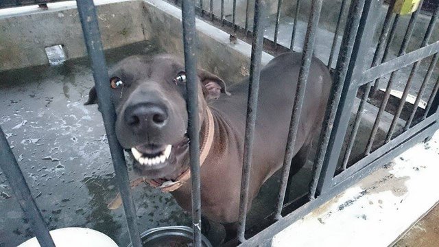 Bobo **adopted** - English Pointer Mix Dog