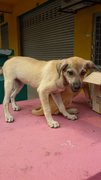 Bailey - Mixed Breed Dog