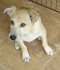 Bear - Mixed Breed Dog