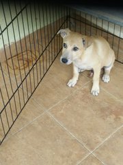 Bear - Mixed Breed Dog