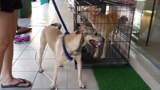 Bear - Mixed Breed Dog