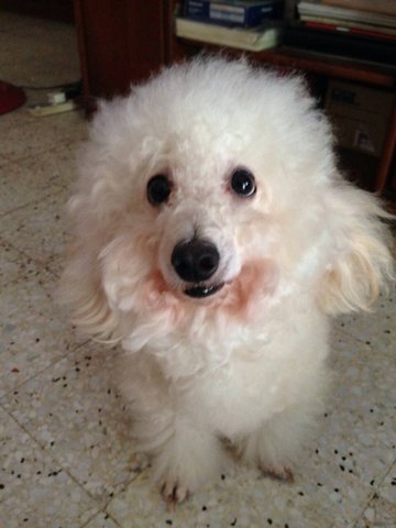 Milo - Poodle Dog