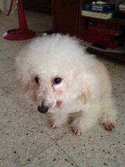 Milo - Poodle Dog