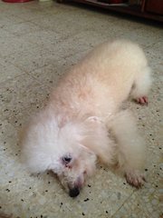 Milo - Poodle Dog