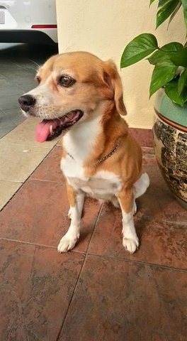 Tan Yao Sua  - Beagle Mix Dog