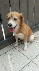 Tan Yao Sua  - Beagle Mix Dog