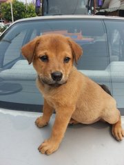 Puppy - Mixed Breed Dog