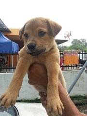 Puppy - Mixed Breed Dog