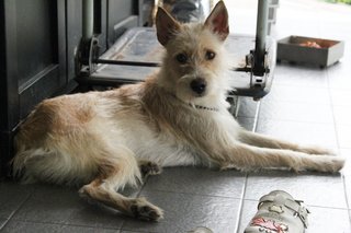 Scrappy - Mixed Breed Dog