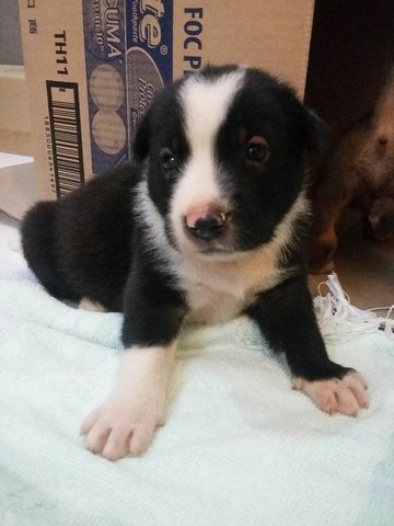 Panda,brownie And Princess - Mixed Breed Dog