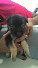 Babies 2 - Mixed Breed Dog