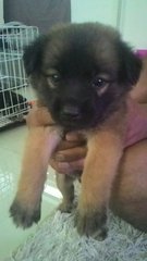 Babies 2 - Mixed Breed Dog