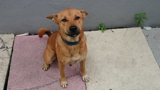 Lucky - Mixed Breed Dog