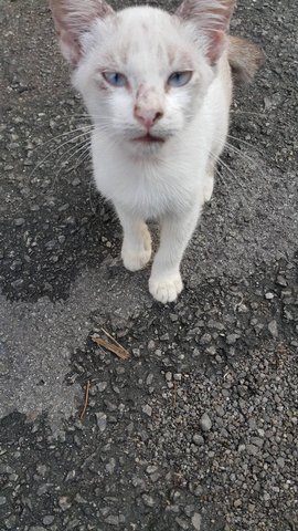 Little - Domestic Medium Hair Cat