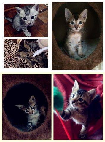 5 Cute Kittens, 1.5mths - Domestic Short Hair Cat