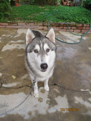 Haroo - Husky Dog