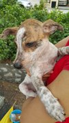 Crystal (Released ) - Mixed Breed Dog